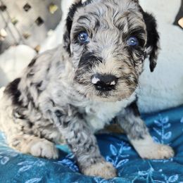 Waltz - Blue merle male Aussiedoodle puppy in Ennis, Texas from God’s Little Aussies