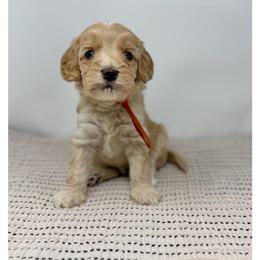 Opal - Caramel cream female Australian Labradoodle puppy in Sacramento, California from Little Farmstead Labradoodles