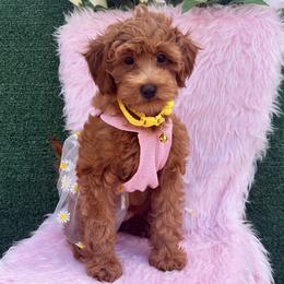 Goldendoodle and Poodle Puppies from Katy's Toy Poodles & Doodles