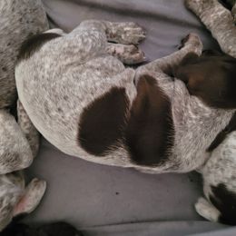 German Shorthaired Pointer Puppies from Stoney Fork German Shorthaired Pointers