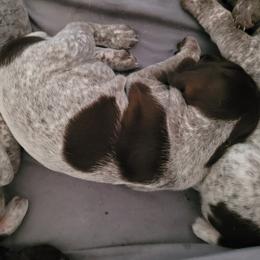 German Shorthaired Pointer Puppies from Stoney Fork German Shorthaired Pointers