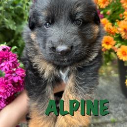 Alpine - Black and red male German Shepherd puppy in Graham, Washington from Wildeflecken Shepherds