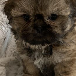 Shih Tzus from SilkTapestry Shih-Tzu