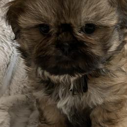 Shih Tzus from SilkTapestry Shih-Tzu