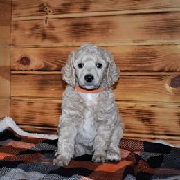 G4 Orange Female - Cream female Poodle puppy in Nelson, Missouri from MD Triple Creek Ranch