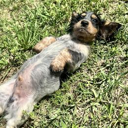 Dachshunds from Magnolia Kennels