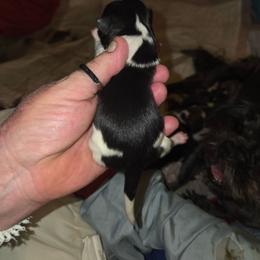 Stella - Black and white female Shih Tzu puppy in Cook County, Illinois from My Tzu Crew