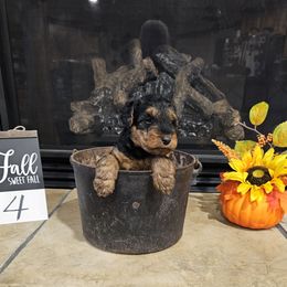 This is puppy 4 in the pics - Black and tan male Welsh Terrier puppy in Salem, Indiana from Walnut Ridge Terriers