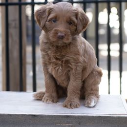 Australian Labradoodle Puppies from Providence Labradoodles