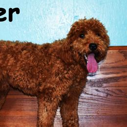 Ruger - Goldendoodle