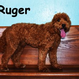 Ruger - Goldendoodle