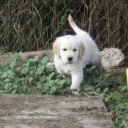 Golden Retriever Puppies from Kaczara Farm Goldens