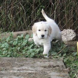 Golden Retriever Puppies from Kaczara Farm Goldens