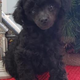 Poodle Puppies from Those Prissy P. Poodles