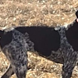 German Shorthaired Pointers from Little Rock