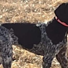 German Shorthaired Pointers from Little Rock