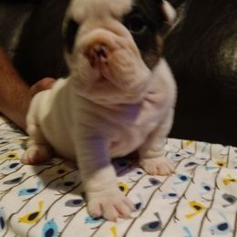 Bulldog Puppies from Baggy Bulldogs of Amarillo