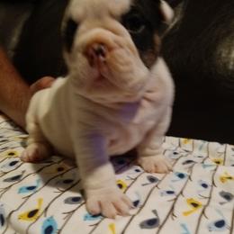 Bulldog Puppies from Baggy Bulldogs of Amarillo