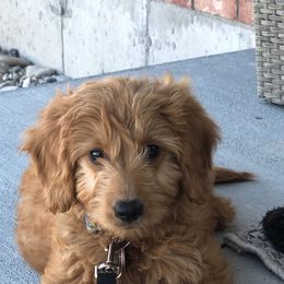 Goldendoodle and Golden Retriever Puppies from Utah Goldens