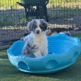 Ethan - Blue merle male Aussiedoodle puppy in Peyton, Colorado from Colorful Colorado Aussiedoodles