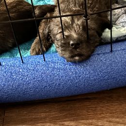 Glen of Imaal Terrier Puppies from Jake's Kennels