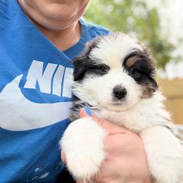 Chuckie (blue) - Black tri-color male Australian Shepherd puppy in Ashland, Ohio from SS Australian Shepherds