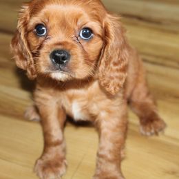 Boy 2 - Ruby male Cavalier King Charles Spaniel puppy in Leonard, Texas from Rising Star Kennels