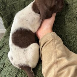 German Shorthaired Pointer Puppies from Golden pointers