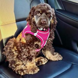 Cocker Spaniel All Grown Up from Southern Country Cockers