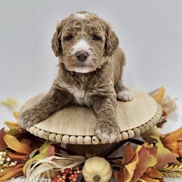 Brown boy - Goldendoodle puppy from Sweet Georgia Doodles