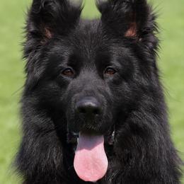 Spike - German Shepherd