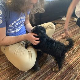 Bernedoodle Puppies from Mini Bernedoodle Babies- Indiana