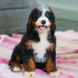 Violet - Tri-color female Bernedoodle puppy in Dundee, Ohio from Down Home Doodle