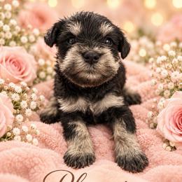 Phoenix - Black and silver female Miniature Schnauzer puppy in Hull, Georgia from Ardent Miniature Schnauzers of Athens