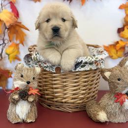Mr Green - Golden male Golden Retriever puppy in Overton, Nevada from Sinfully Sweet Kennel