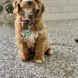Australian Labradoodle Puppies from Semper Doodles