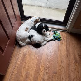 Cavalier King Charles Spaniel All Grown Up from Baker Family Cavalier King Charles Spaniels