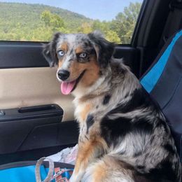 Lou Lou - Miniature Australian Shepherd