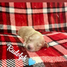 Rudolph - Cream male Dachshund puppy in Biloxi, Mississippi from Southern Doxies Ms