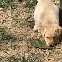 Godric - Labrador Retriever puppy from Blue Ridge Canine