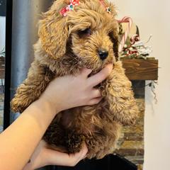 Goldie - Apricot female Saint Berdoodle puppy in Swartz Creek, Michigan from Whisky Paws Saint Berdoodles and Poodle Pups