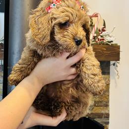 Goldie - Apricot female Saint Berdoodle puppy in Swartz Creek, Michigan from Whisky Paws Saint Berdoodles and Poodle Pups