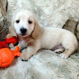 Leo - Red male Dachshund puppy in Moses Lake, Washington from Dynamic Doxies