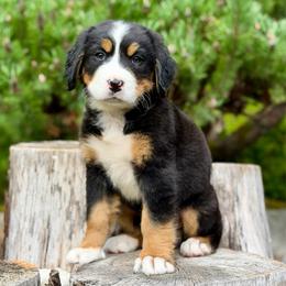 Zatanna (Black Collar) - Black rust and white female Bernese Mountain Dog puppy in Stanwood, Washington from Butter Cup Pups and Paws