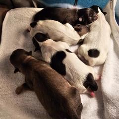 Tibetan Spaniel puppies from Trillium Tibetan Spaniels