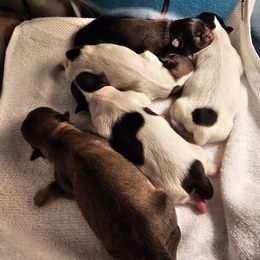 Tibetan Spaniel puppies from Trillium Tibetan Spaniels