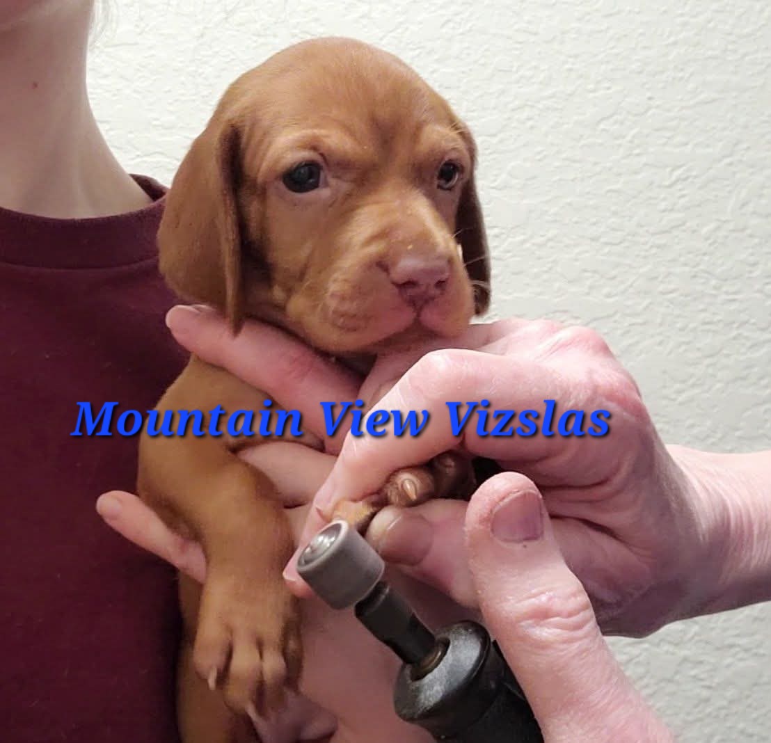 Girl 2 - Golden rust female Vizsla puppy in Bellingham, Washington from Mountain View Vizslas