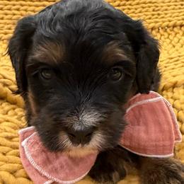 Orange collar boy - Tri-color male Bernedoodle puppy in Herriman, Utah from Rose Canyon Doodles