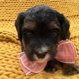 Orange collar boy - Tri-color male Bernedoodle puppy in Herriman, Utah from Rose Canyon Doodles