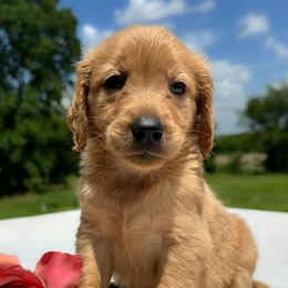 Pearl - Cream female Goldendoodle puppy in Osage City, Kansas from Golden Ridge Goldens
